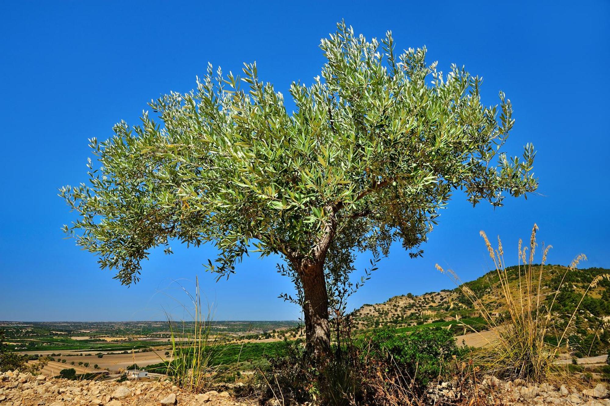 Kallikoros Country Resort & Spa Noto Extérieur photo