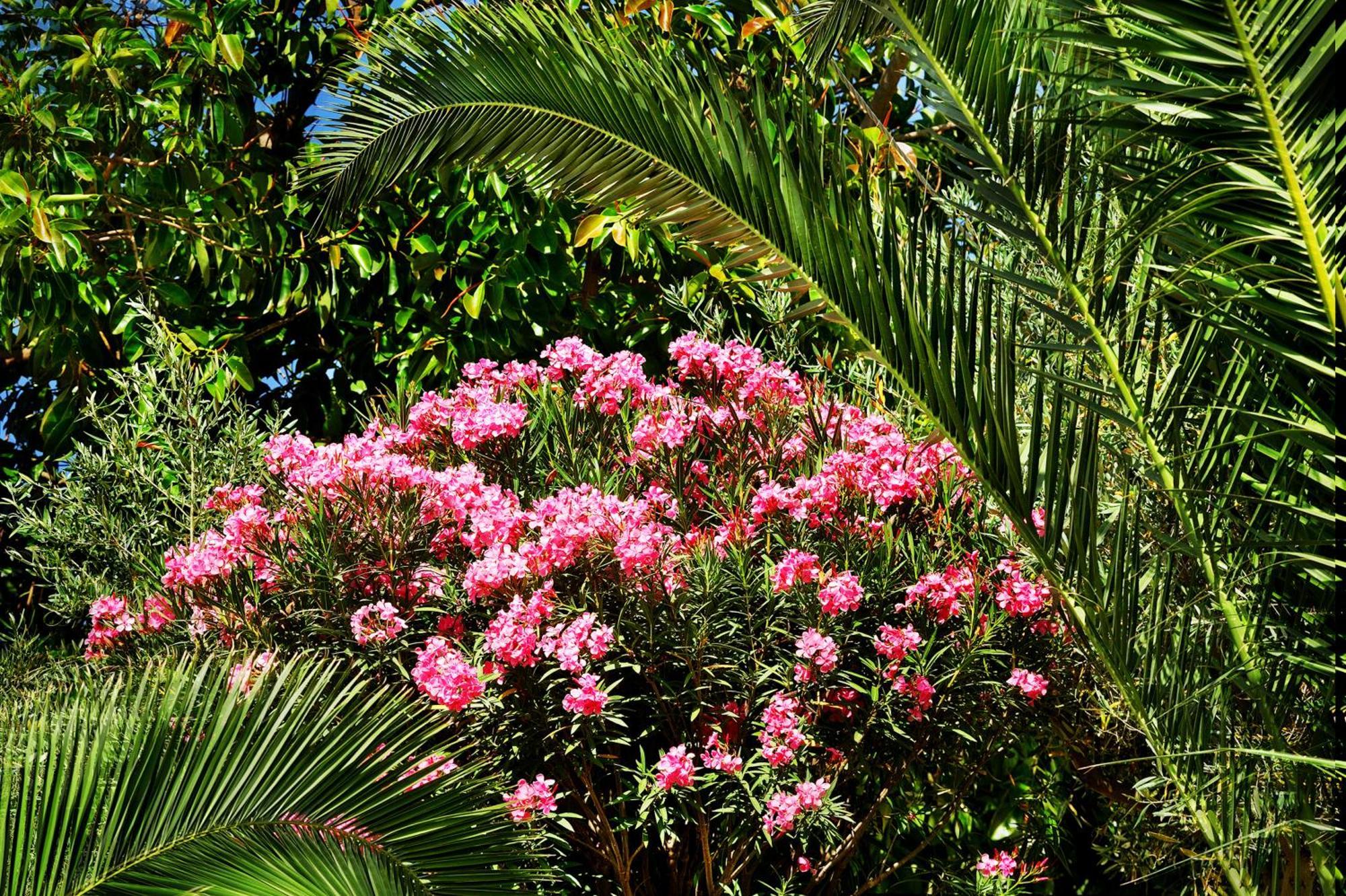Kallikoros Country Resort & Spa Noto Extérieur photo